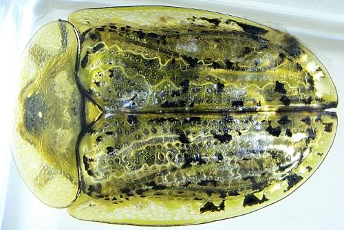 Réf. 328 498 : Cassida nebulosa